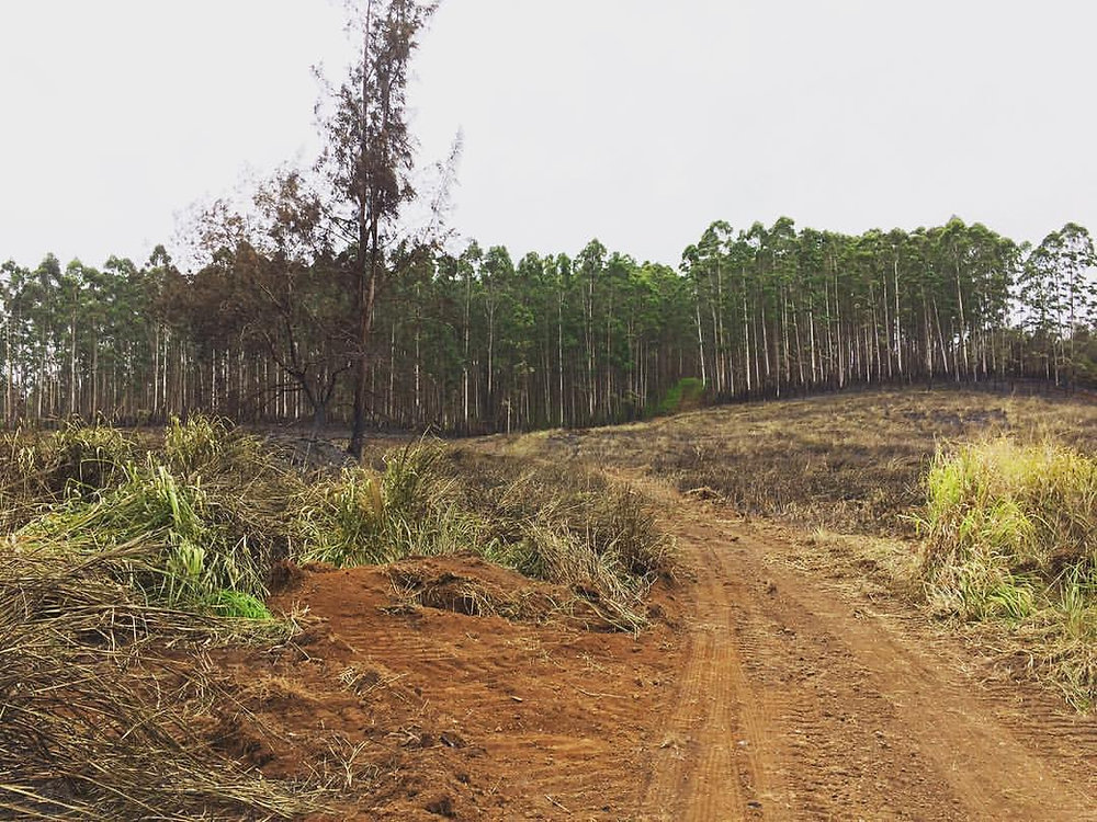 Clear-Cutting Eucalyptus Trees in Hāmākua and Kaʻū Will Exacerbate Wildfire Problems