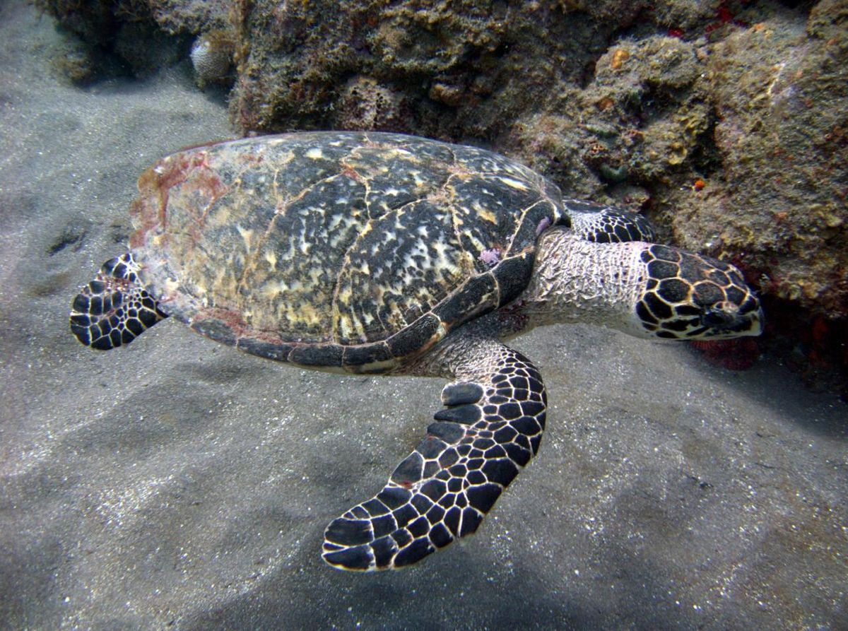 Endangered Hawksbill Turtle at Risk from Proposed Power Plant Effluent