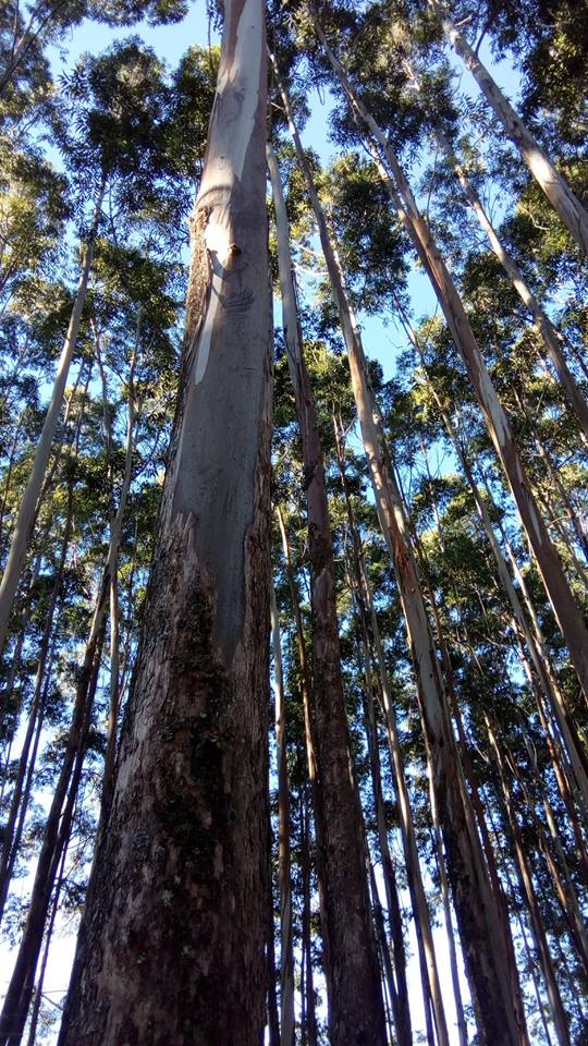 Foresters speak about what to do with the trees